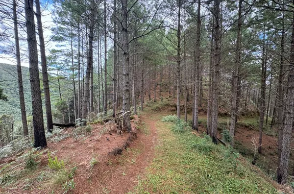 Fazenda de Reflorestamento de Pinus à venda 