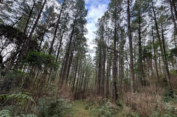Fazenda de Reflorestamento de Pinus à venda 