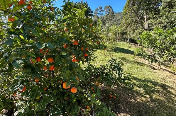 Sítio à venda Morro da California em Antônio Carlos/SC