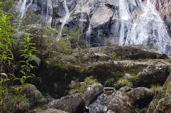 Fazenda de Reflorestamento de Pinus à venda 