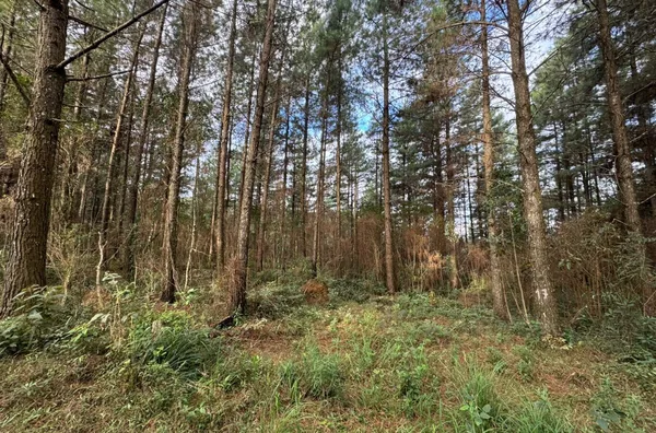 Fazenda de Reflorestamento de Pinus à venda 