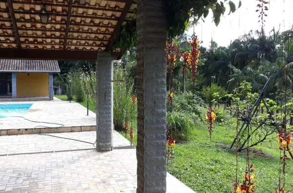 Sítio produzindo palmito pupunha