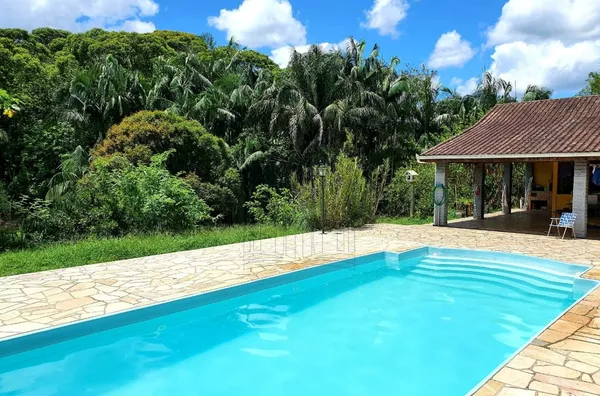 Sítio produzindo palmito pupunha