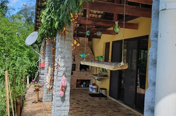 Sítio produzindo palmito pupunha