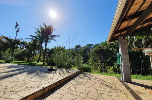 Sítio produzindo palmito pupunha