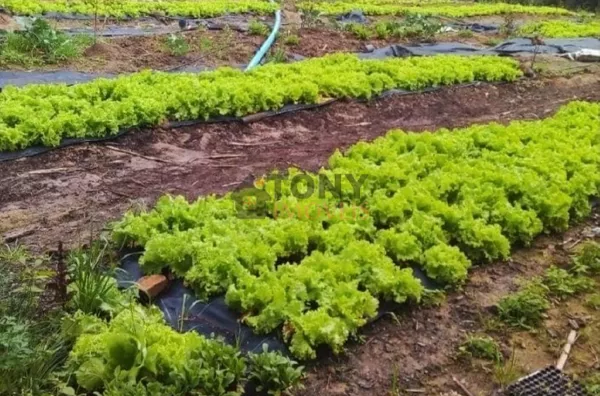 sítio - pousada  - 5 chalés com excelente infraestrutura