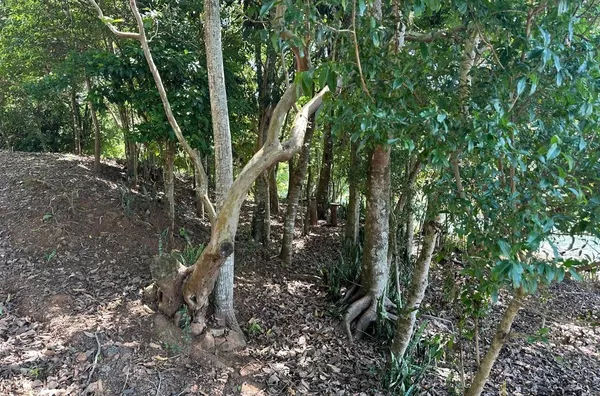 TERRENO NO ALAGADO EM CHOPINZINHO