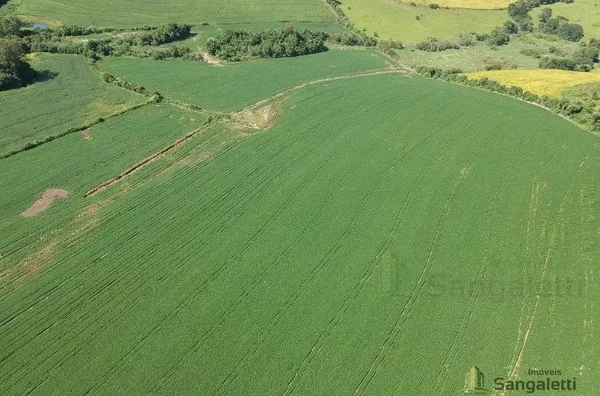 12 ALQUEIRES PLANTANDO 10 EM CHOPINZINHO