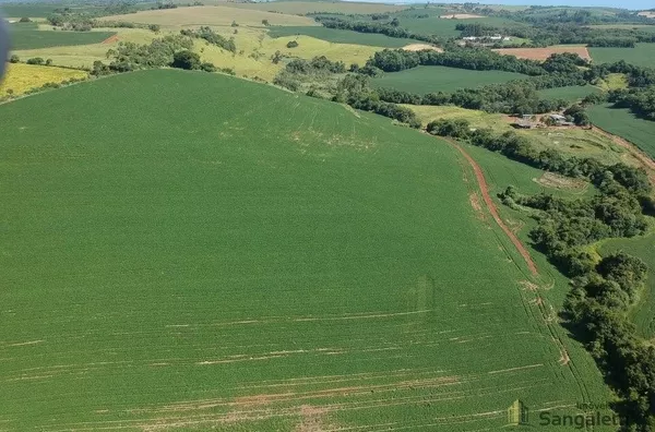 12 ALQUEIRES PLANTANDO 10 EM CHOPINZINHO