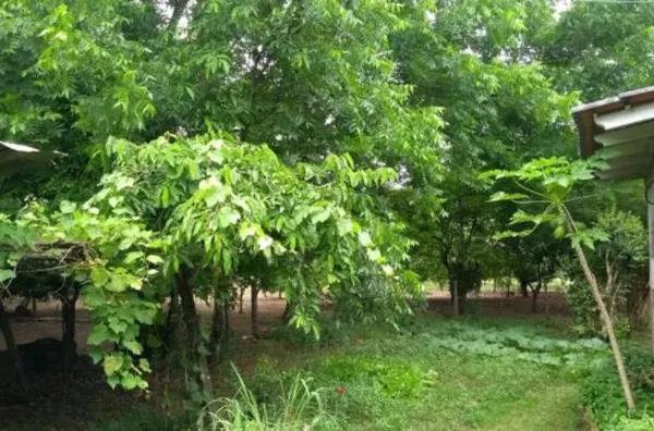 Terreno com 5.573,65 à Venda no Centro de Santa Cruz do Sul/RS - Foto 8