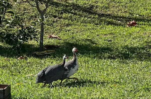Chácara de Alto Padrão em Tijucas – SC | Estrada Geral do Timbé (Asfaltada) - Foto 49