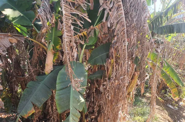 Terreno para venda,  Jardim Ponte Alta I, Guarulhos