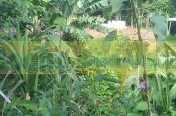 Chácara para venda