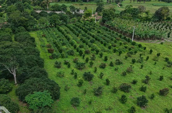 Sítio produtivo de 11 hectares para venda,  Zona Rural, Ibiapina