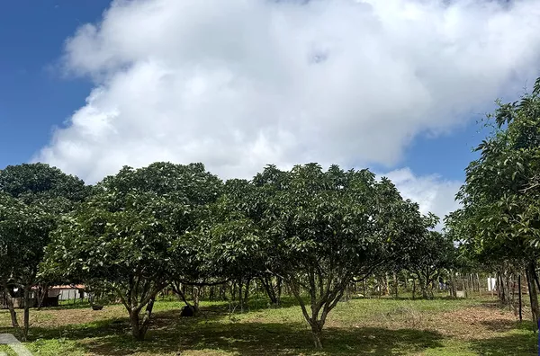 SÍTIO COM 04 HECTARES À VENDA EM SÃO BENEDITO
