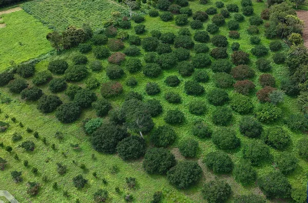 Sítio produtivo de 11 hectares para venda,  Zona Rural, Ibiapina