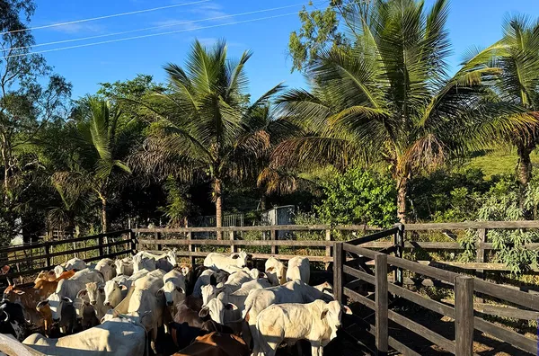  FAZENDA COM 54,9 HECTARES À VENDA – UMA JOIA RARA NA SERRA DA IBIAPABA! 
