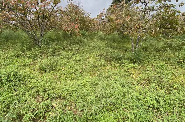Terreno para Venda em Nova Friburgo / RJ no bairro cascatinha/Garrafão