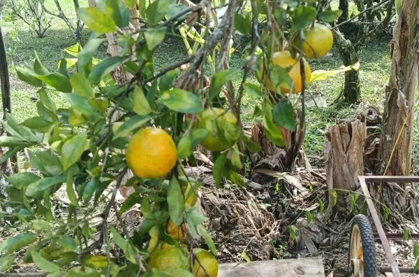 Sítio para venda, Riograndina, Nova Friburgo - Foto 20