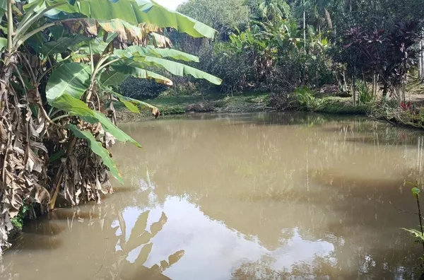 Sítio para venda, Riograndina, Nova Friburgo - Foto 7
