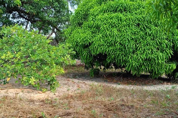 Terreno / Lote / Condomínio para alugar, 8742m² - Messejana - Foto 5