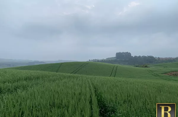 Fazenda para Venda em Goioxim / PR no bairro Rural