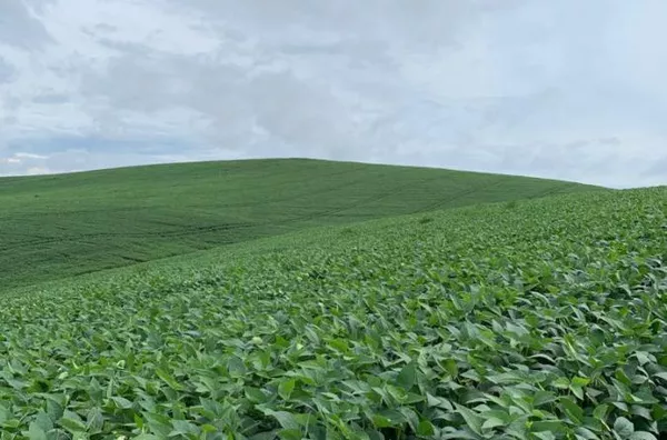 Fazenda para Venda em Goioxim / PR no bairro Rural