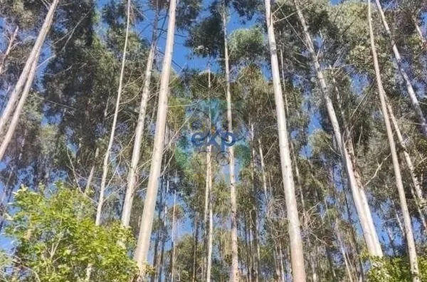 Chácara para venda,  Jardim Agua Boa, Campo Magro - Foto 18