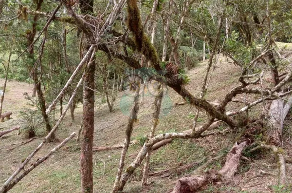 Chácara para venda,  Campina, Tijucas Do Sul - Foto 5