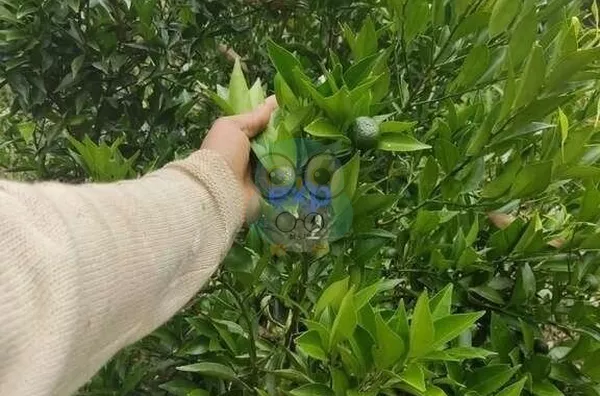 Chácara para venda,  Jardim Agua Boa, Campo Magro - Foto 9
