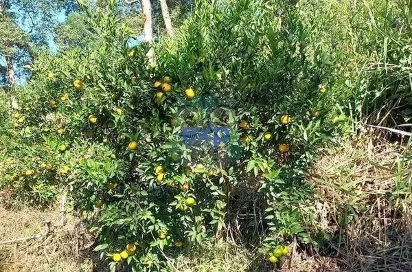 Chácara para venda,  Jardim Agua Boa, Campo Magro - Foto 1