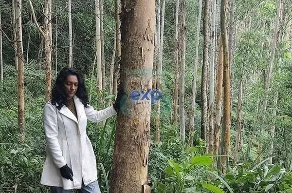 Chácara para venda,  Jardim Agua Boa, Campo Magro - Foto 11
