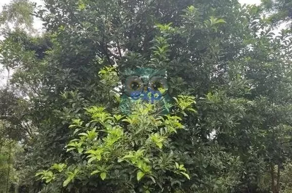 Chácara para venda,  Jardim Agua Boa, Campo Magro - Foto 13