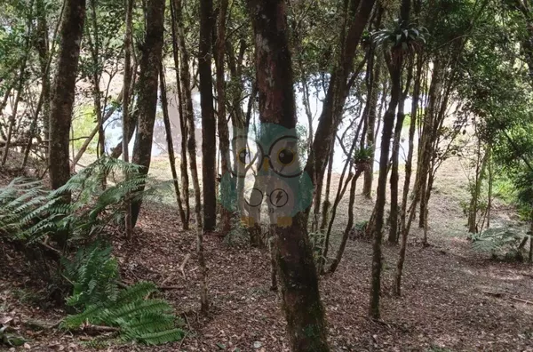 Chácara para venda,  Campina, Tijucas Do Sul - Foto 2