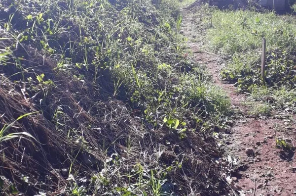 Terreno para venda,  Piá, Nova Petropolis
