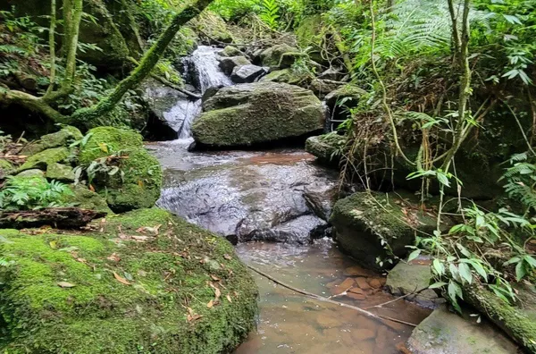 Chácara para venda, 4 quarto(s),  Pinhal Alto, Nova Petropolis