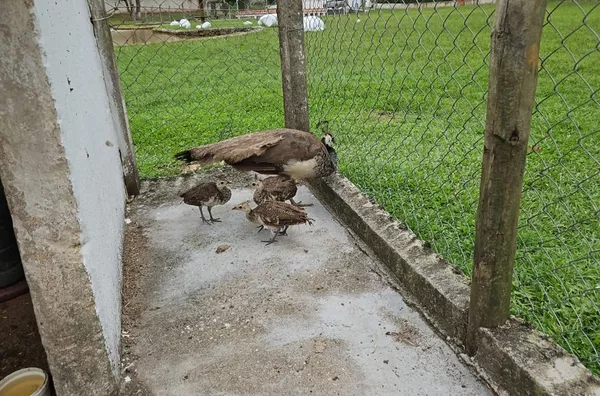 Sítio / Chácara para Venda em São Roque / SP no bairro Alto da Serra (Mailasqui)