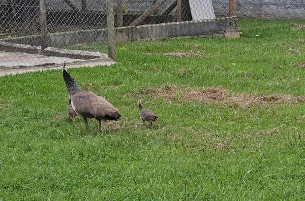 Sítio / Chácara para Venda em São Roque / SP no bairro Alto da Serra (Mailasqui)