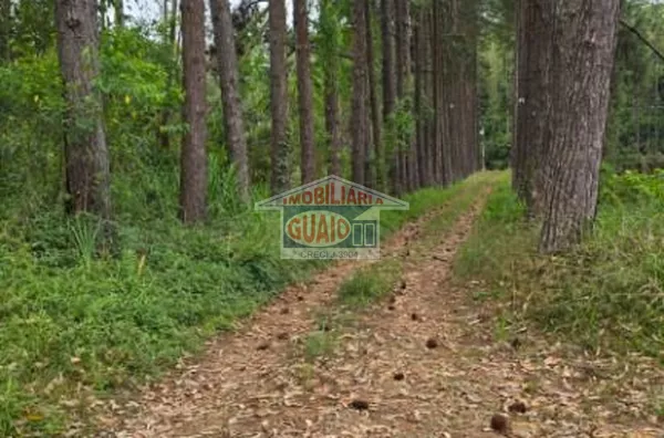 Sítio com 5 chalés à venda, 242000 m² por R$ 7.000.000 - Chácara Sete Cruzes - Suzano/SP - Foto 5