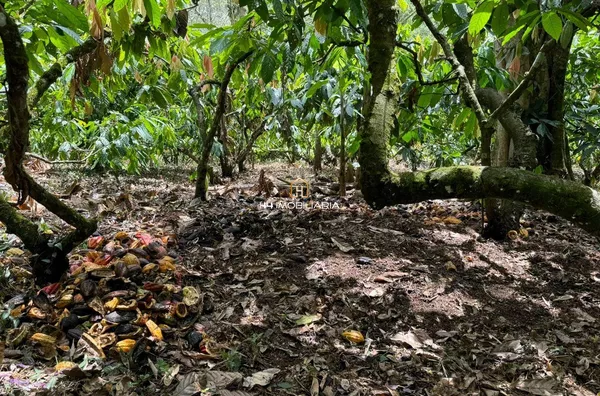 Fazenda à venda, com 117 hectares localizada na rodovia Ba-262 , lheus/Uruçuca - Foto 5