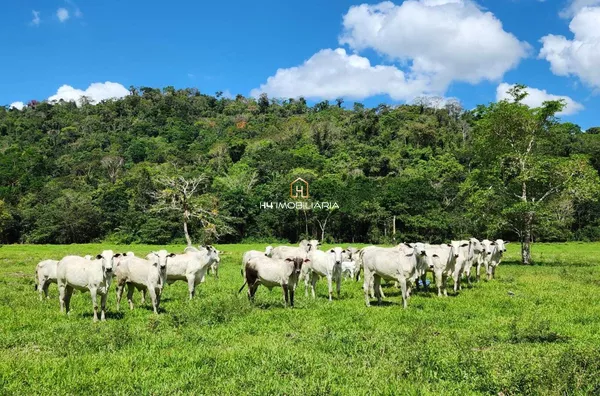 Fazenda de 160 Hectares à Venda em Barro Preto/BA – Estrutura Completa - Foto 5