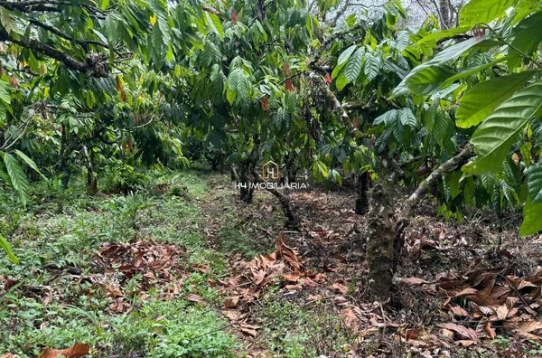 Fazenda à venda, com 117 hectares localizada na rodovia Ba-262 , lheus/Uruçuca - Foto 2