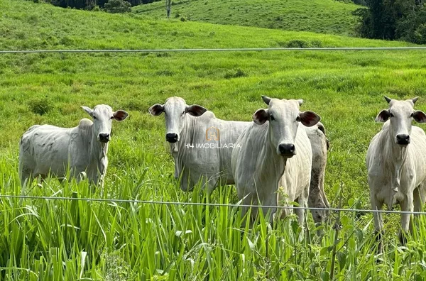 Fazenda com 324 hectares à venda em Itabuna/BA