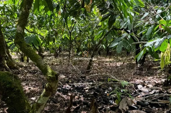 Fazenda à venda, com 117 hectares localizada na rodovia Ba-262 , lheus/Uruçuca - Foto 6