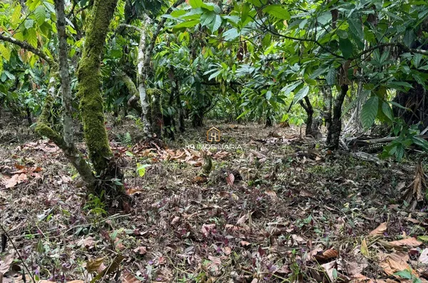 Fazenda à venda, com 117 hectares localizada na rodovia Ba-262 , lheus/Uruçuca - Foto 3