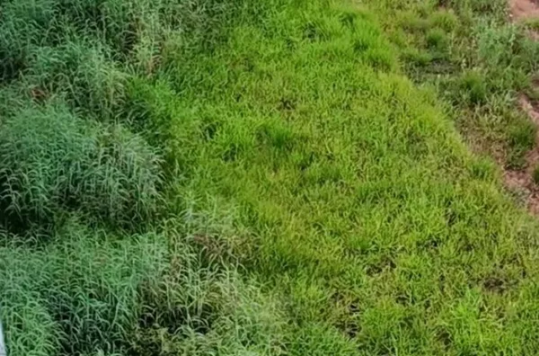 Terreno para venda,  Buena Vista, Mineiros - Foto 4
