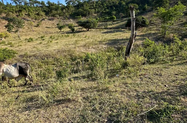 Sítio para venda,  Cedro, Teofilo Otoni
