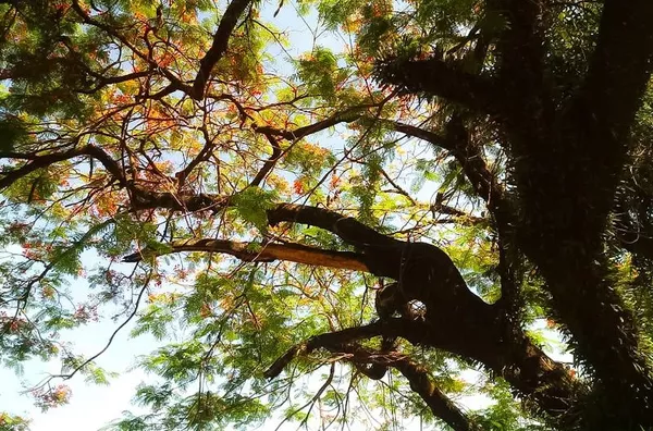 Chácara com 3 dormitórios à venda, 1250 m² por R$ 780.000 - Monte Bianco - Araçoiaba da Serra/SP - Foto 6