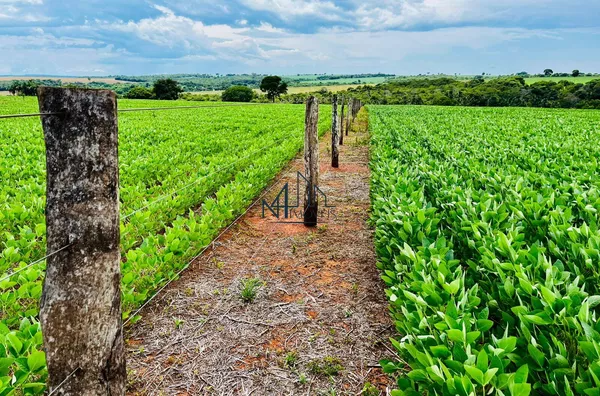Fazenda 9,5 Alqueires - Piracanjuba - GO