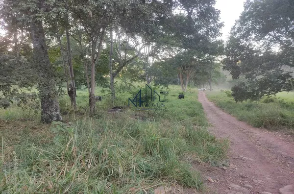 Fazenda 31 Alqueires - Hidrolândia - GO